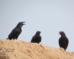 پرنده نگری در ایران - غراب