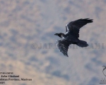 پرنده نگری در ایران - Raven