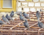 پرنده نگری در ایران - سار معمولی