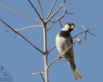 پرنده نگري - گنجشک خانگی - House Sparrow - Passer domesticus