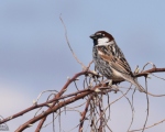 پرنده نگري - گنجشک سینه سیاه - Spanish Sparrow - Passer hispaniolensis