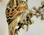 پرنده نگري - گنجشک سینه سیاه - Spanish Sparrow - Passer hispaniolensis