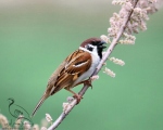 پرنده نگري - گنجشک درختی - Eurasian Tree Sparrow - Passer montanus
