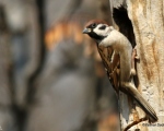 پرنده نگری در ایران - گنجشک درختی