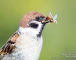 پرنده نگري - گنجشک درختی - Eurasian Tree Sparrow - Passer montanus