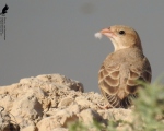 پرنده نگری در ایران - گنجشک خاکی