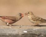پرنده نگري - گنجشک خاکی - Pale Rock-sparrow - Carpospiza brachydactyla