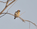 پرنده نگري - گنجشک گلو زرد - Chestnut-shouldered Bush-sparrow - Gymnoris xanthocollis