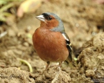 پرنده نگري - سهره جنگلی - Common Chaffinch - Fringilla coelebs