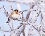 پرنده نگري - سهره معمولی - European Goldfinch - Carduelis carduelis