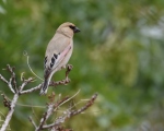 پرنده نگري - سهره خاکی - Desert Finch - Rhodospiza obsoleta