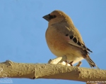 پرنده نگري - سهره خاکی - Desert Finch - Rhodospiza obsoleta