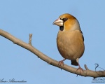 پرنده نگري - سهره نوک بزرگ - Hawfinch - Coccothraustes coccothraustes