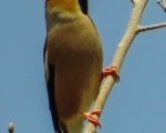 پرنده نگري - سهره نوک بزرگ - Hawfinch - Coccothraustes coccothraustes