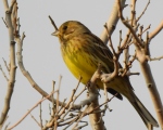 پرنده نگری در ایران - زرده پرنده لیمویی