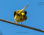 پرنده نگری در ایران - زردپره سر سیاه