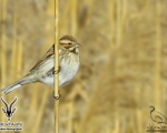 پرنده نگري - زرده پره نیزار - Reed Bunting - Emberiza schoeniclus