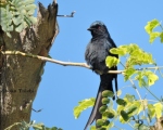 پرنده نگري - بوچانگای خاکستری - Ashy Drongo - Dicrurus leucophaeus