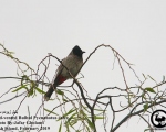 پرنده نگري - بلبل زیر دم سرخ - Red-vented Bulbul - Pycnonotus cafer